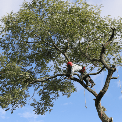 Tree Trimming